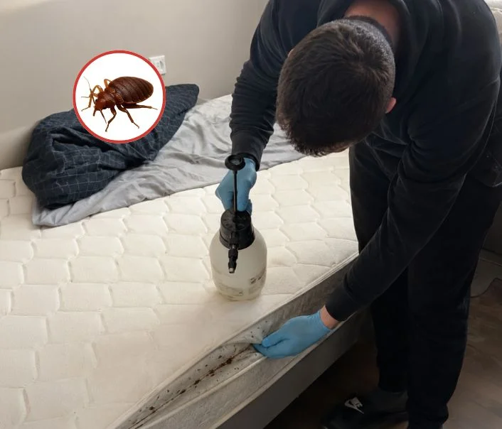 Technicien traitant un matelas contre les punaises de lit à Saint-Maurice